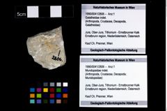 Foto (Objekt + Etikett) von Mundopsidae indet.  (NHMW-GEO-1990-0041-2806)